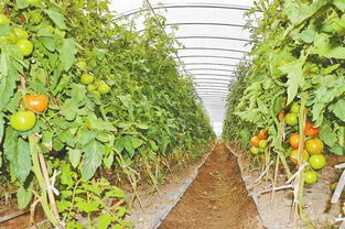 德宏農(nóng)產(chǎn)品 以特色拓市場，以基建強(qiáng)根基