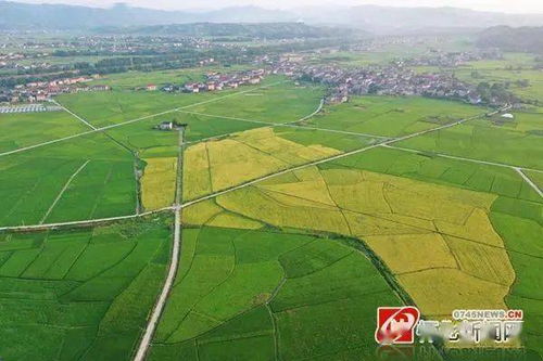 懷化24小時 城市建設(shè)調(diào)研、助學(xué)政策與農(nóng)業(yè)托管服務(wù)動態(tài)