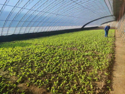 平谷馬昌營鎮(zhèn) 設(shè)施農(nóng)業(yè)升級改造與農(nóng)業(yè)企業(yè)托管服務(wù)雙輪驅(qū)動，譜寫鄉(xiāng)村振興新篇章