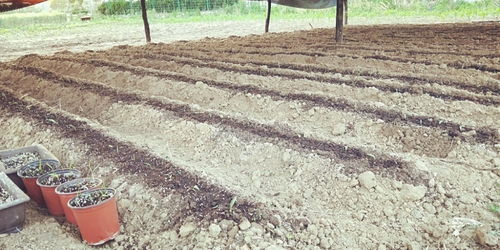 青島百合重綻光彩 五株母本育出二十萬新苗，中國農科院半島試驗基地助力產業升級